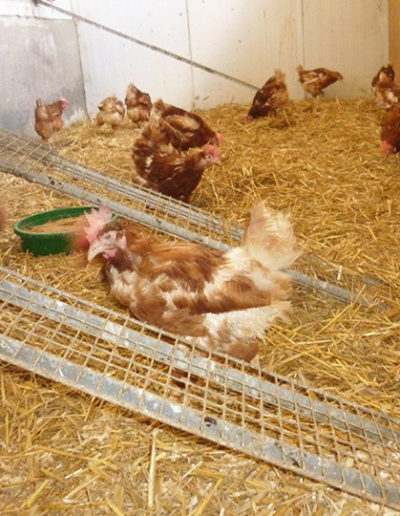 Lerngang zum Hühnerhof: Lerngang der 1. Klassen zum Hühnerhof