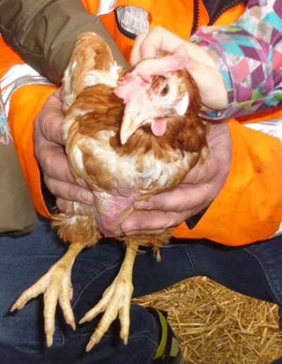 Lerngang zum Hühnerhof: Am liebsten möchten wir das Huhn mitnehmen. Vielleicht passt es in den Schulgarten?