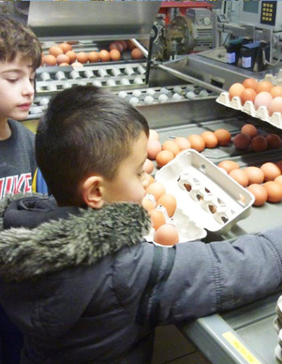 Lerngang zum Hühnerhof: Die Eier müssen in Zehnerschachteln verpackt werden.