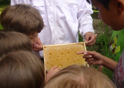 Im Grünen Klassenzimmer: Die Kinder dürfen die Bienenwaben untersuchen.